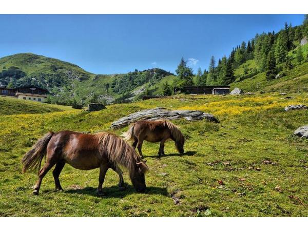 Bild 10 von Walcher Helmut - Pension Arnika