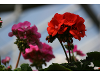 Gartenbau-Blumen Helmut Friedl