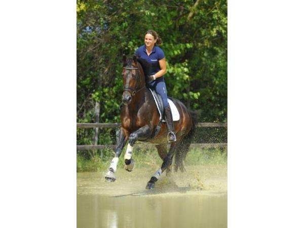 Bild 2 von Interessensgemeinschaft der Züchter und Freunde des Trakehner Pferdes Österreich