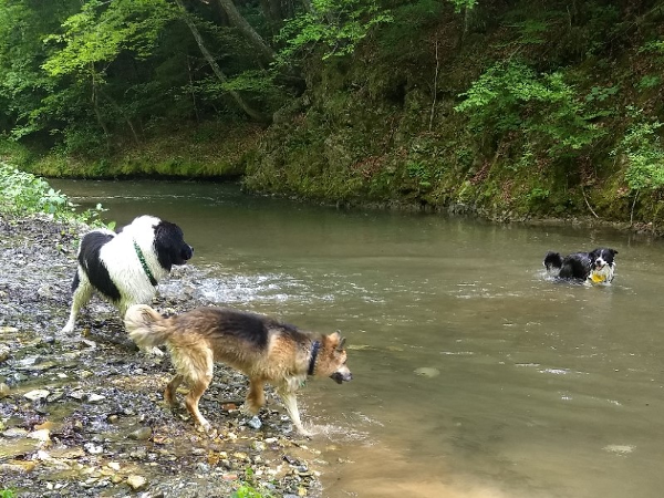 Bild 6 von Hundeschule Romana Bagby