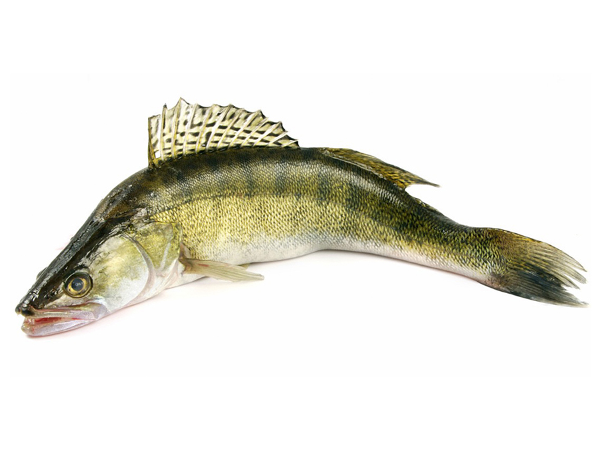 Bild 2 von Royal Fish GmbH