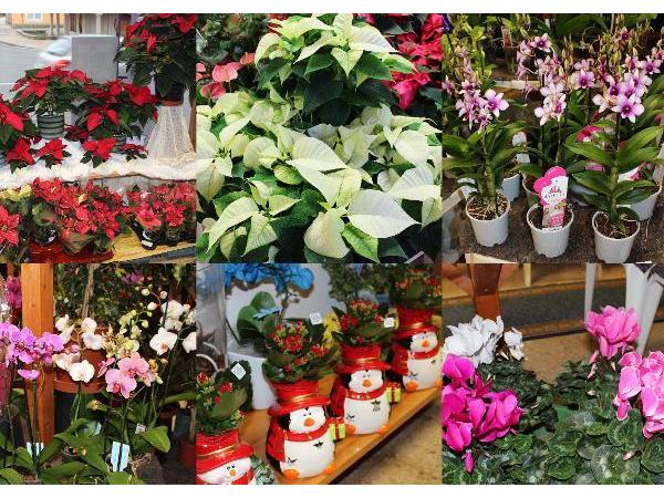 Bild 1 von Blumen Corandra - Inh. Alexandra Zwinkels