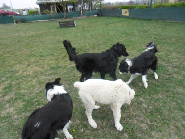 Bild 17 von Hundeschule V.A.S.Z.-Mistelbach