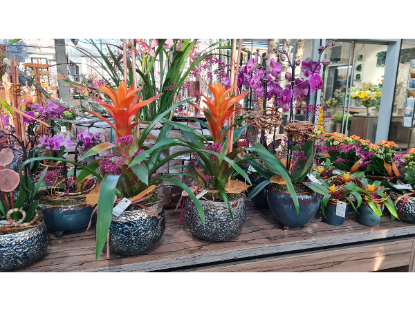 Bild 211 von Gartenbau-Blumen Helmut Friedl