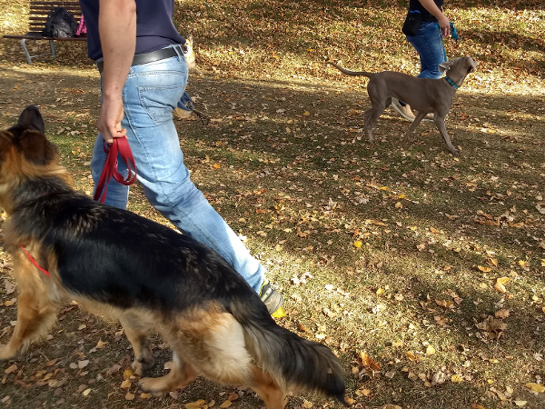 Bild 8 von Hundeschule Romana Bagby