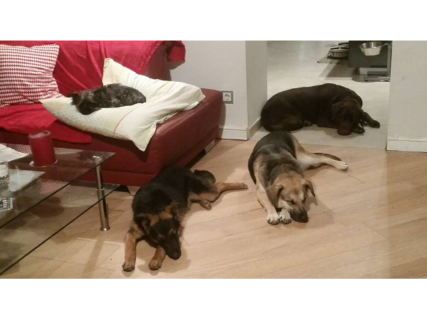 Bild 5 von Hundebetreuung Blumau