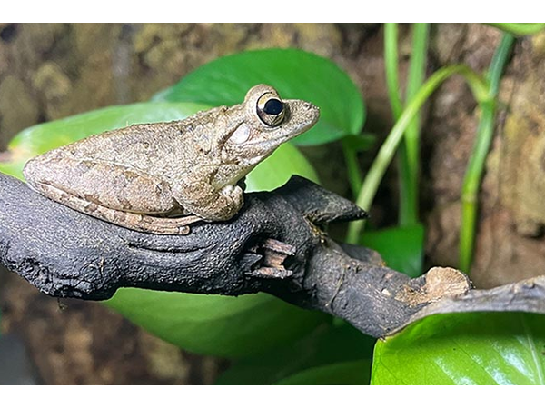 Bild 3 von Zoo Austria - Ihr Profi für Terraristik