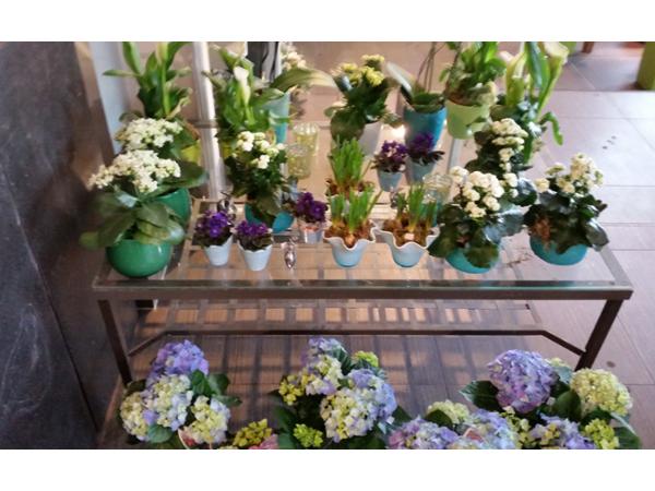 Bild 15 von Blumen Schonsky