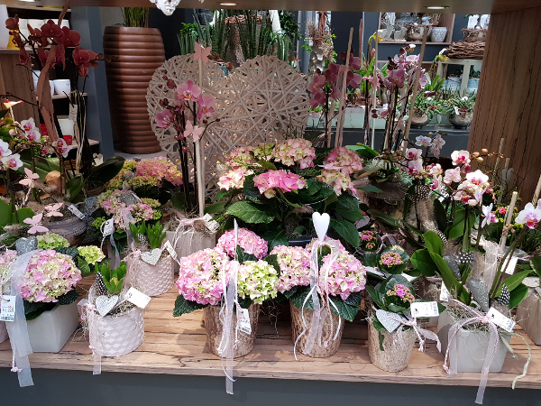 Bild 97 von Gartenbau-Blumen Helmut Friedl