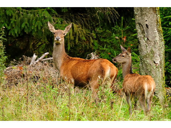 Bild 5 von Wildacker.at