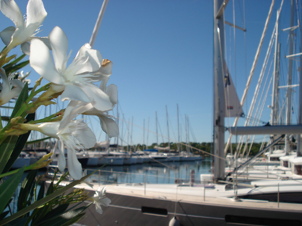 Bild 3 von Yachting 2000 e.U.