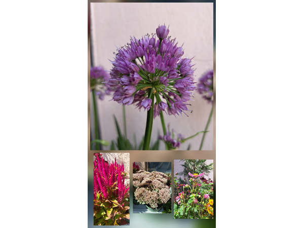 Bild 20 von Blumeneck Alexandra - Fachgeschäft f. Floristik