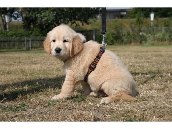 Bild 3 von Wiener Hundeschule