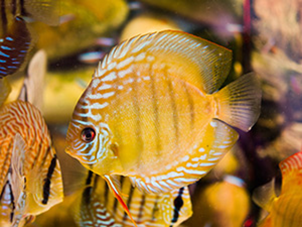 Bild 2 von Aquarium Heintz Werner