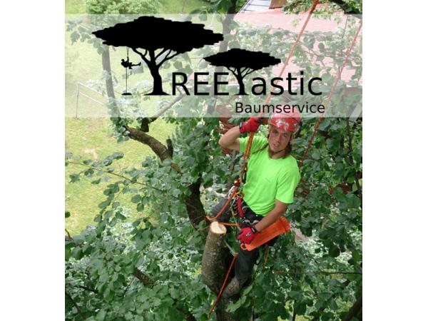 Bild 1 von TREEtastic Baumservice e.U.