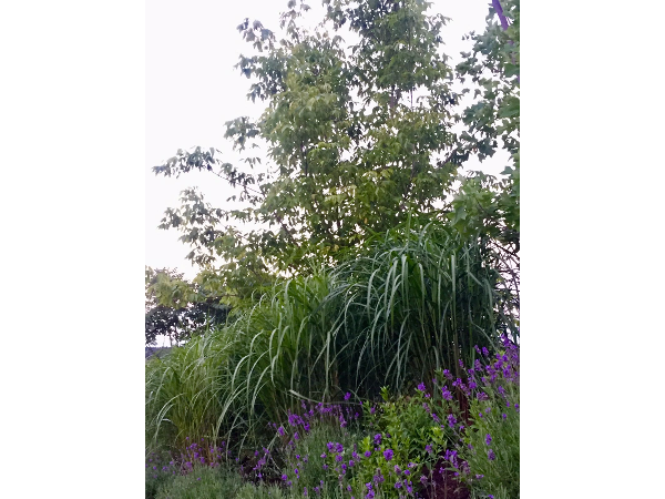 Bild 6 von Gartenreich Monika Schüttengruber