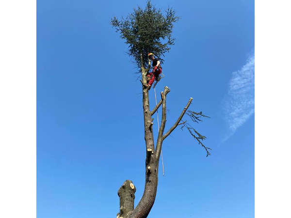 Bild 1 von Baumrodung & Gartenpflege Daniel Zinnbauer