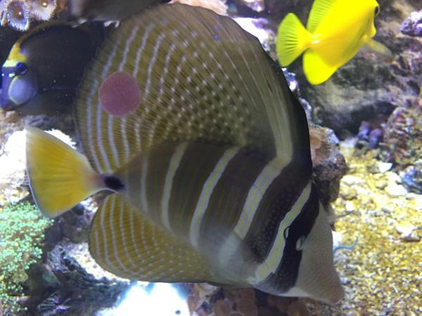 Bild 5 von Aquashop Inh Manfred de Pasqualin