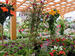 Logo von Neuhold Gartencenter