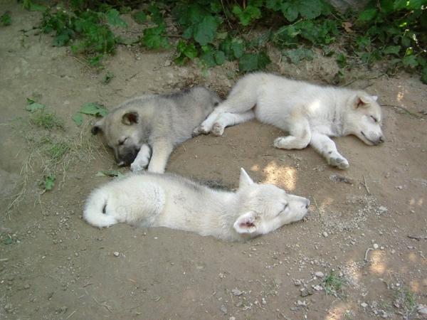 Bild 4 von Tierarztpraxis Wolfsgraben Dipl Tzt -Susanne Holzbecher