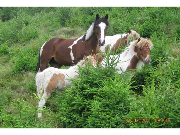 Bild 5 von Schoberhof Fam. Rieder
