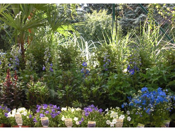 Bild 8 von Michel's Gartenmarkt