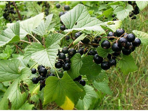 Bild 10 von Fattingerhof - Bio Obstgut