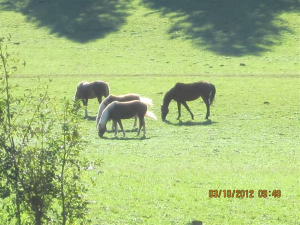 Bild 6 von HALMERHOF REITSTALL