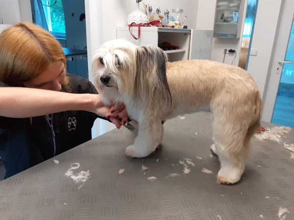 Bild 4 von Hundesalon Pfötchen