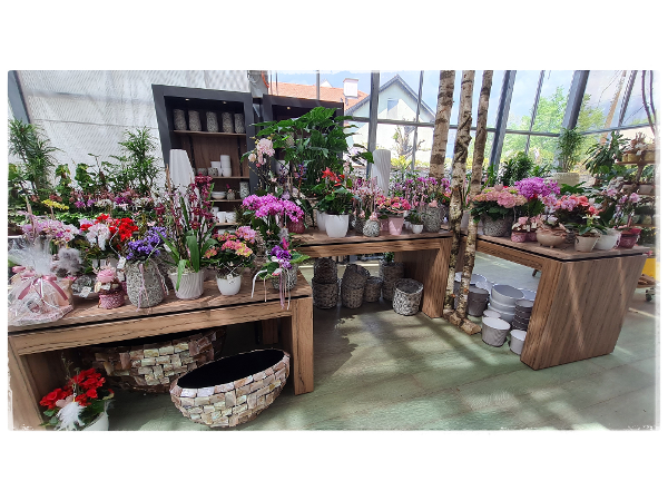 Bild 222 von Gartenbau-Blumen Helmut Friedl