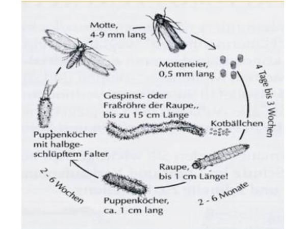 Bild 21 von Wiener Teppichwerkstatt Inh. Primus