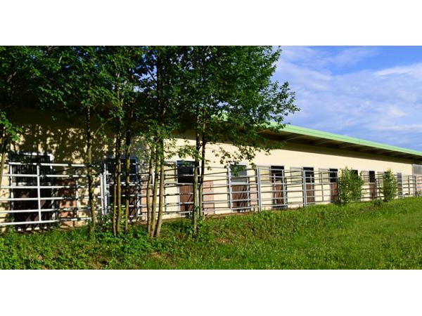 Bild 5 von Reitanlage Krizek