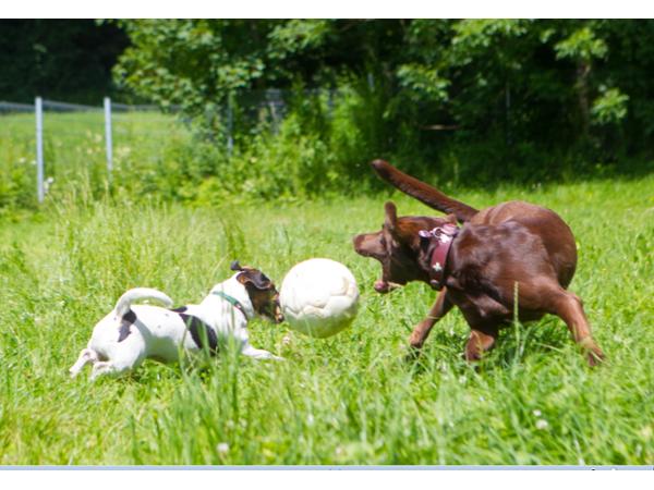 Bild 20 von Ferienhof Iris für Hunde