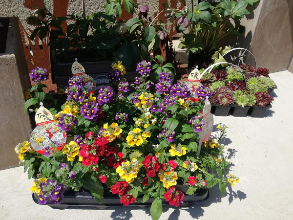 Bild 19 von blumenzeit - Anneliese Mahl