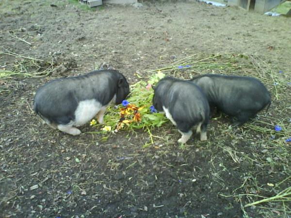 Bild 20 von Berghaus Koglmoos