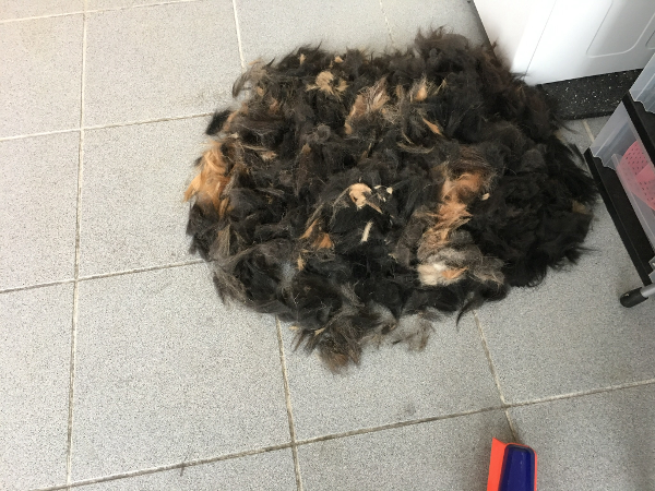 Bild 1 von Hundestudio Bella11