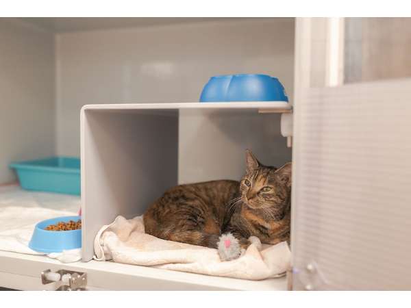 Bild 12 von Tierklinik Sattledt