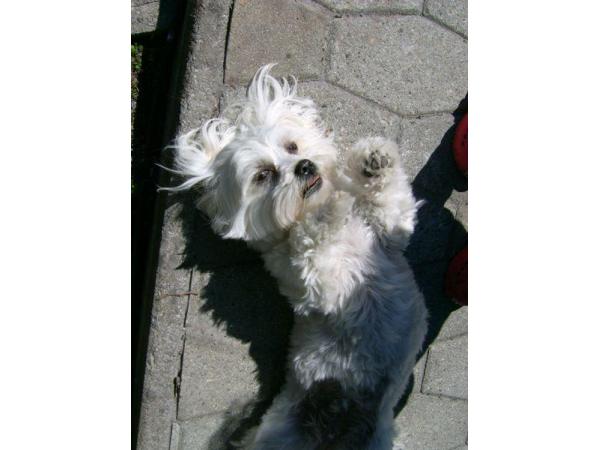 Bild 2 von Hundesalon "Pico-Bello"
