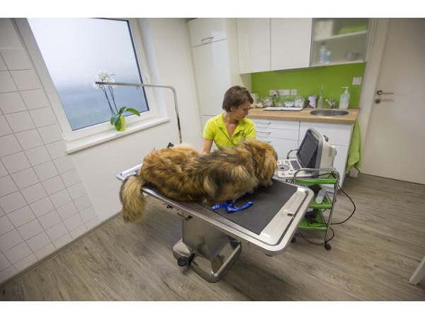 Bild 5 von Ganzheitliche Tierarztpraxis - Mag. med. vet. Christine Pichler