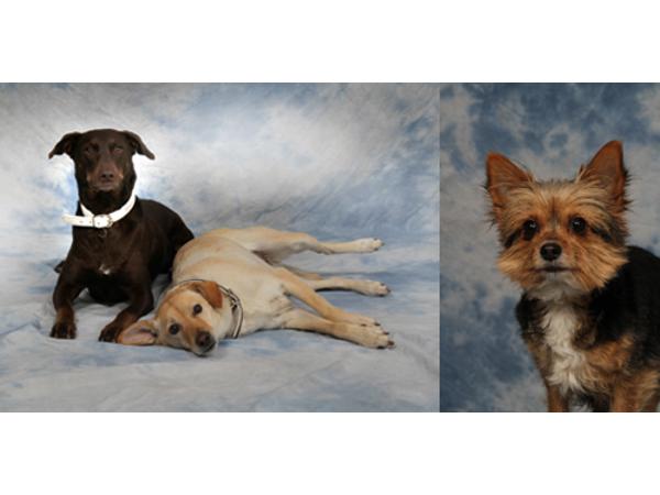 Bild 1 von Fotostudio Merle