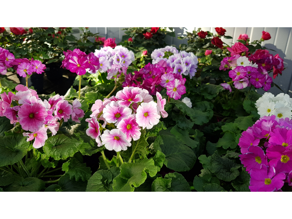 Bild 98 von Gartenbau-Blumen Helmut Friedl