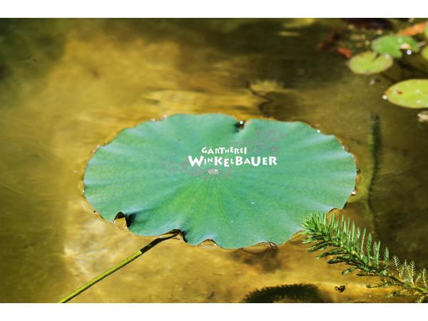 Bild 11 von Winkelbauer Gärtnerei