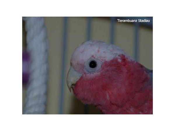 Bild 6 von Tierklinik Stadlau