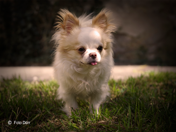 Bild 9 von Foto Dürr