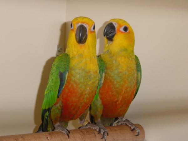 Bild 6 von Zoo Spittal - Die Tierhandlung