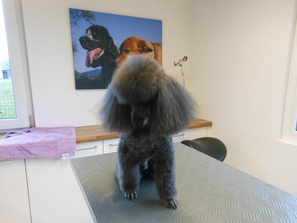 Bild 5 von Hundesalon Melanie