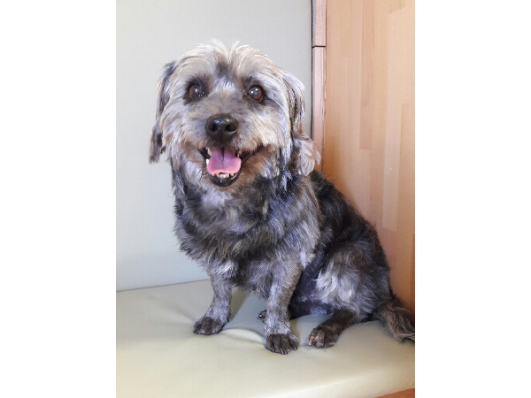 Bild 5 von Hundefriseurin Ellen Fertsch