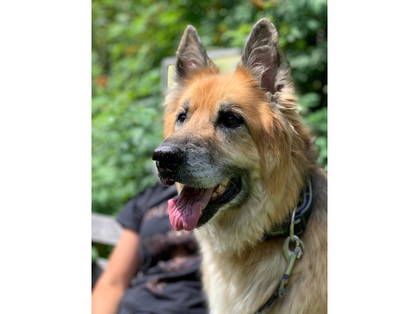 Bild 3 von Hundeschule Romana Bagby