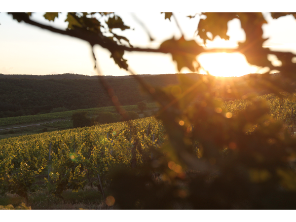 Bild 5 von Heribert Bayer Weingut In Signo Leonis GmbH