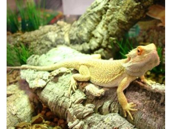Bild 8 von Zoo Spittal - Die Tierhandlung